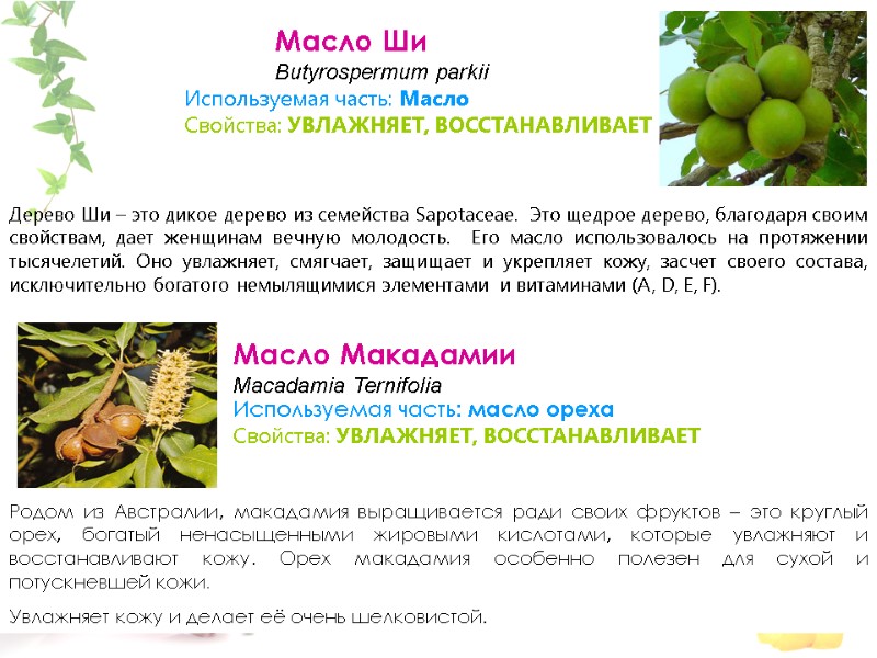 Масло Макадамии Macadamia Ternifolia   Родом из Австралии, макадамия выращивается ради своих фруктов